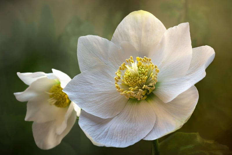 Hellebores