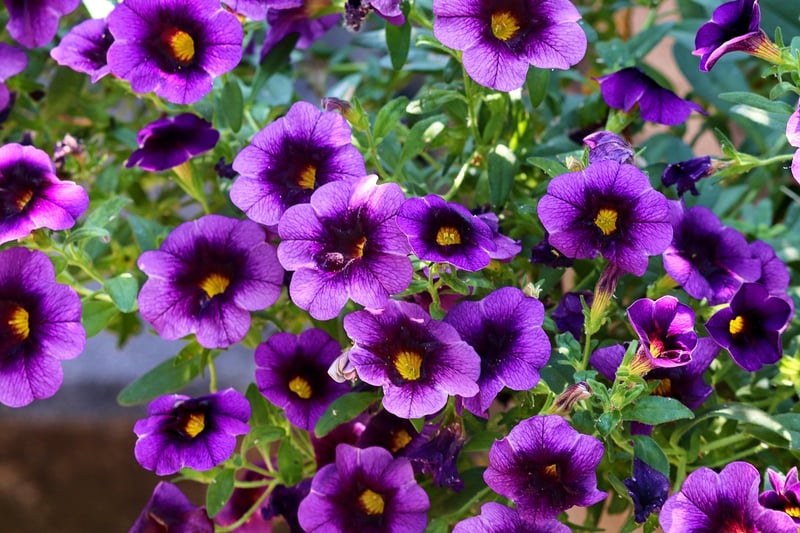Petunias