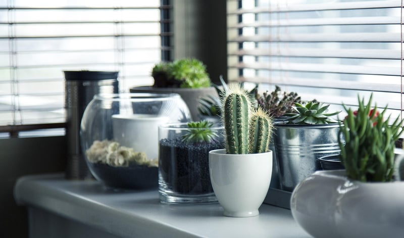 Creative Plant Arrangement