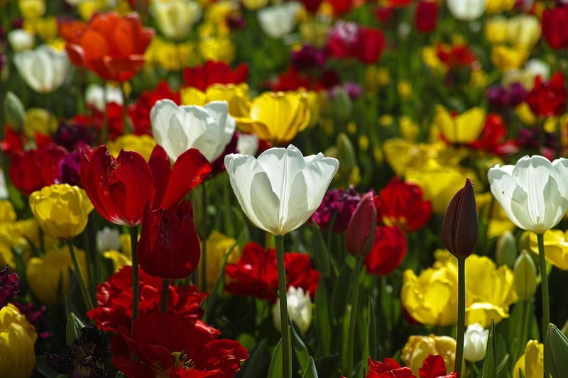Tulips